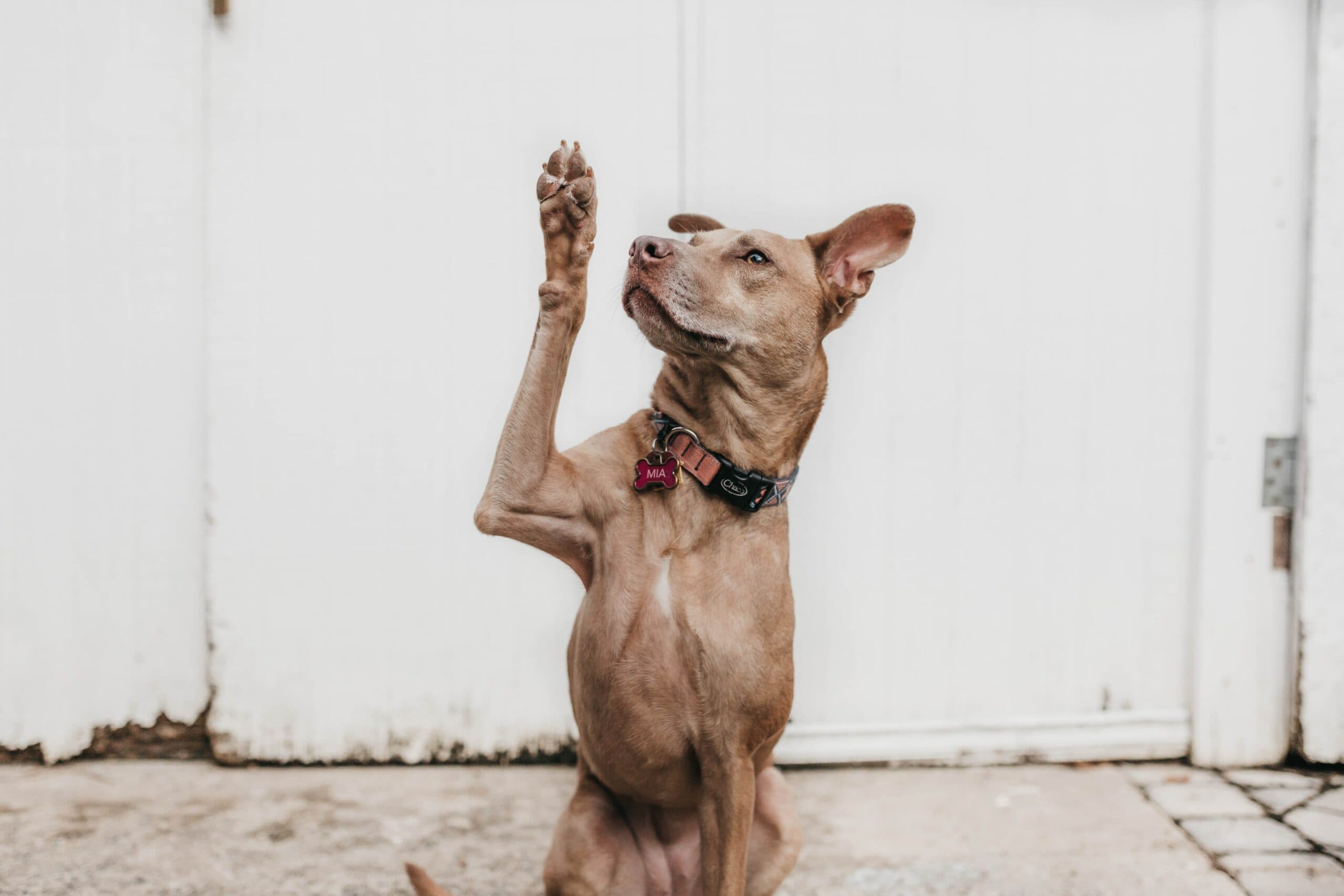 dog raising a paw